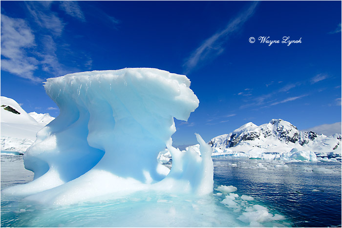 Paradise Bay Antarctic Peninsula 107 by Dr. Wayne Lynch &copy;